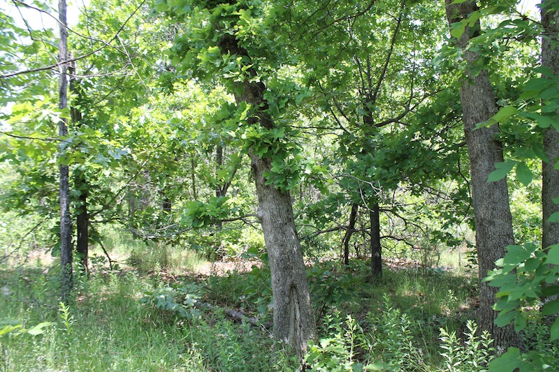 Tract 53 at Indian Ridge Phase II in Pittsburg County, Oklahoma
