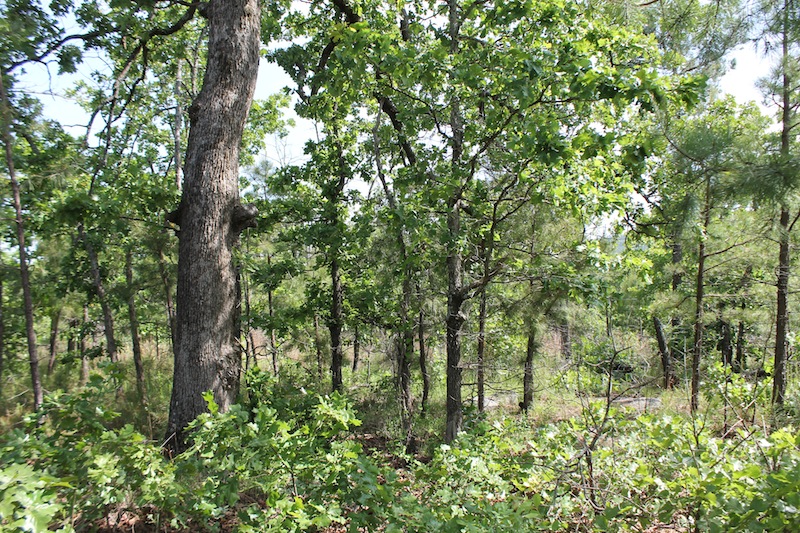 Tract 79 at Indian Ridge Phase II in Pittsburg County, Oklahoma